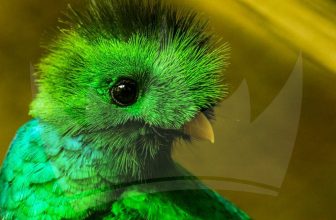Poema al Quetzal