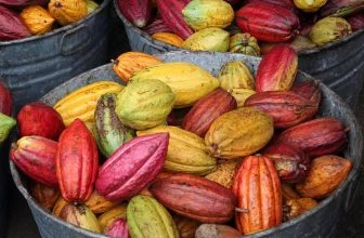 Cacao – Historia y Leyenda