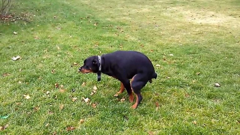 La leyenda de los perros defecando y orinando