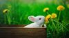 white rabbit in brown wooden box