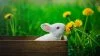 white rabbit in brown wooden box