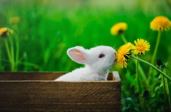 white rabbit in brown wooden box