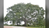 Poema a la ceiba