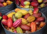 Cacao – Historia y Leyenda