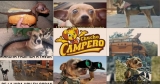 ¿En Cobán comen perros?