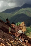 Niño reforestando