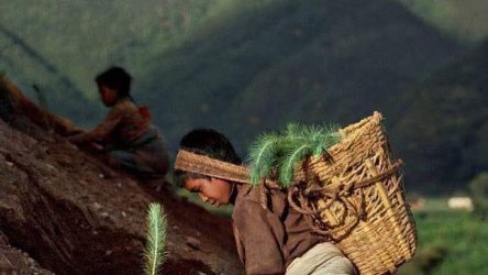 Niño reforestando