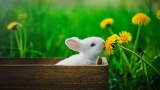 Los animales son FEOS en la cultura Q’eqchi’